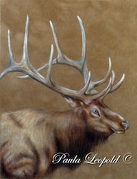 Bull Elk
